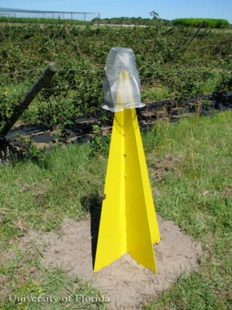 Figure 10. Yellow pyramid trap for monitoring stink bugs.