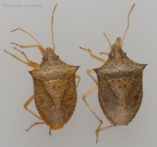 Figure 1. Dorsal view of Euschistus quadrator Rolston; adult male (left) and female (right), a stink bug.