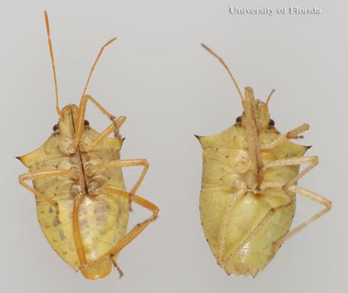 Figure 2. Ventral view of Euschistus quadrator Rolston; adult male (left) and female (right), a stink bug.