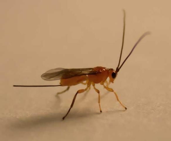 Figure 2. Adult female Doryctobracon areolatus (Szépligeti), a parasitoid wasp of Anastrepha spp.