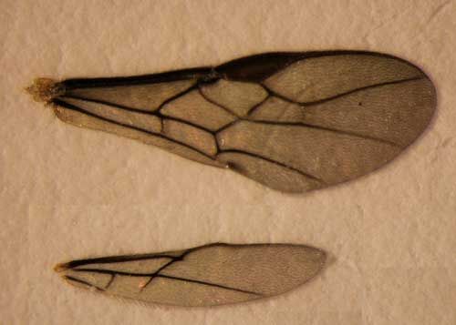 Figure 5. Forewing (top) and hindwing (bottom) of an adult Doryctobracon areolatus (Szépligeti), a parasitoid wasp of Anastrepha spp.