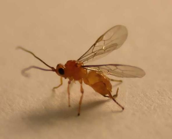 Figure 1. Adult male Doryctobracon areolatus (Szépligeti), a parasitoid wasp of Anastrepha spp.