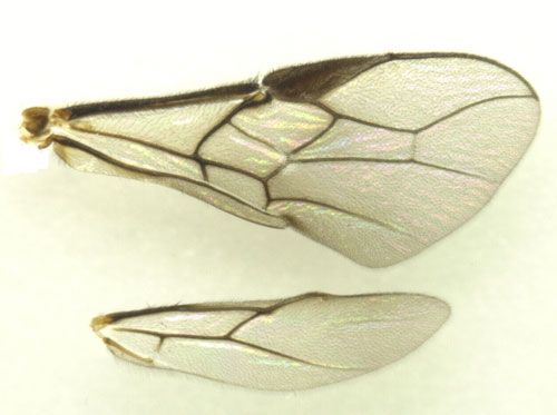 Figure 5. The fore- and hindwings of an adult Utetes anastrephae (Viereck), a wasp parasitoid of Anastrepha spp.