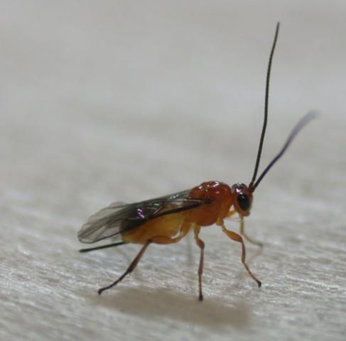 Figure 2. Adult female Utetes anastrephae (Viereck), a wasp parasitoid of Anastrepha spp.