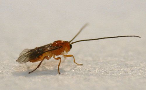 Figure 1. Adult male Utetes anastrephae (Viereck), a wasp parasitoid of Anastrepha spp.