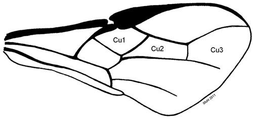 Figure 4. Forewing.