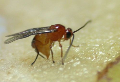 Figure 7. Ovipositing adult female Utetes anastrephae (Viereck), a wasp parasitoid of Anastrepha spp