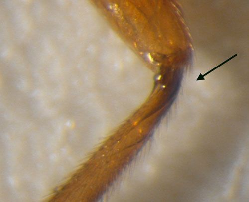 Figure 3. The hind tibia of an adult Utetes anastrephae (Viereck), a wasp parasitoid of Anastrepha spp. This image shows the sharp ridge located basal-medially.