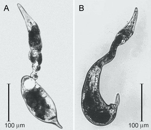 Figure 2. Swollen females of the citrus nematode, Tylenchulus semipenetrans (Cobb 1913), removed from a parasitized citrus root.