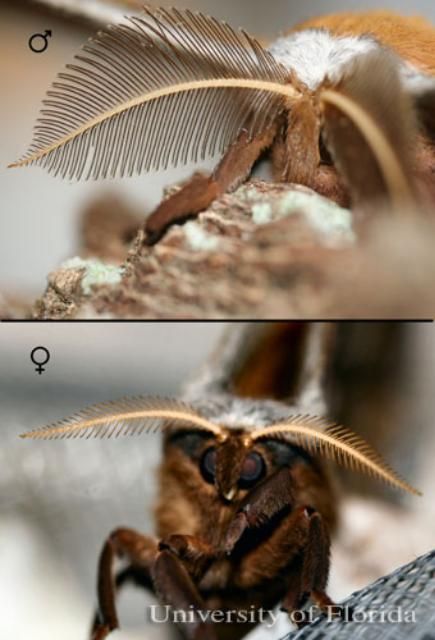 Figure 5. Male and female polyphemus moth, Antheraea polyphemus (Cramer) antennae.