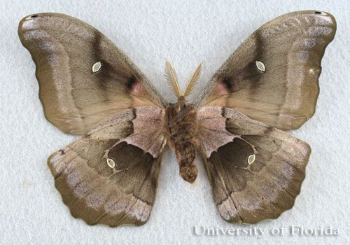 Figure 2. Adult male polyphemus moth, Antheraea polyphemus (Cramer ventral view).