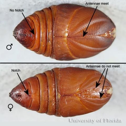 Figure 11. Male and female pupae of polyphemus moth, Antheraea polyphemus (Cramer).