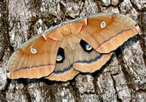 Figure 3. Adult female polyphemus moth, Antheraea polyphemus (Cramer dorsal view).