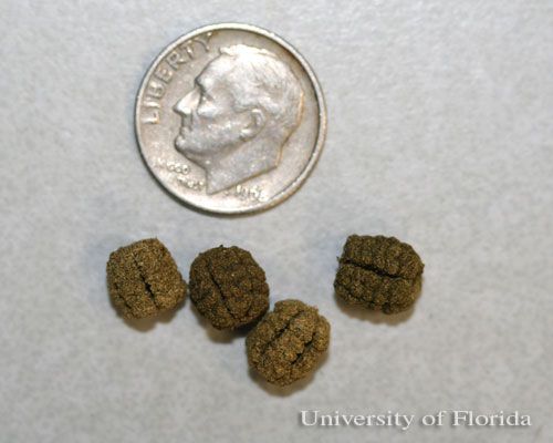 Figure 15. Frass (fecal pellets) of larva of polyphemus moth, Antheraea polyphemus (Cramer).