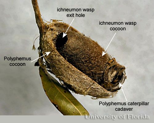 Figure 19. Cocoon of polyphemus moth, Antheraea polyphemus (Cramer) with an ichneumon wasp cocoon.