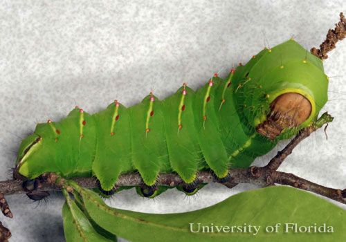 Figure 9. Fifth instar larva of polyphemus moth, Antheraea polyphemus (Cramer).