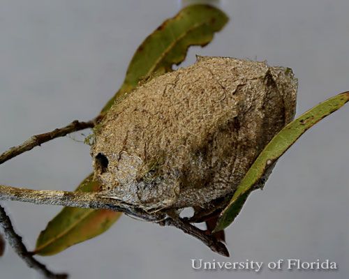 Figure 18. Cocoon of polyphemus moth, Antheraea polyphemus (Cramer) with exit hole made by an ichneumon wasp parasitoid. The cocoon contained an ichneumon wasp cocoon.