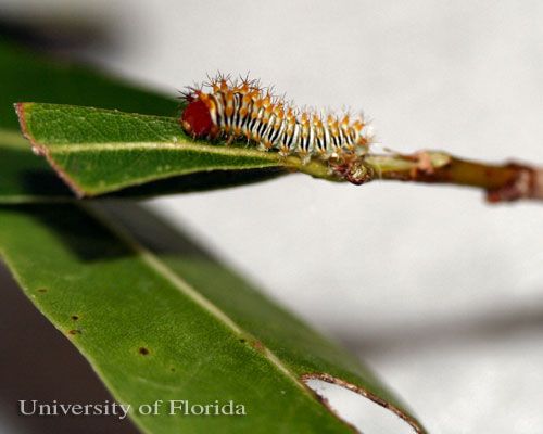 Figure 7. First instar larva of polyphemus moth, Antheraea polyphemus (Cramer).