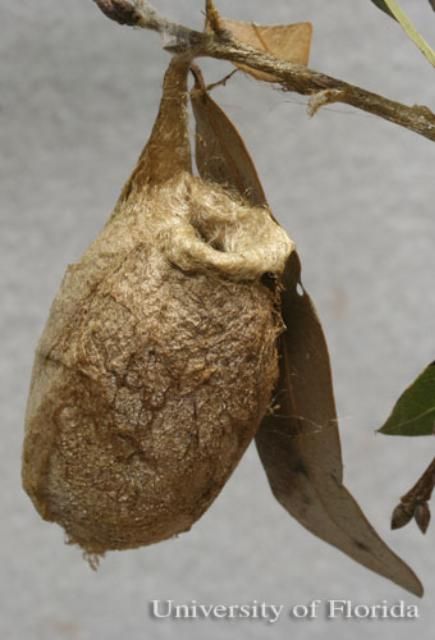 Figure 14. Cocoon of polyphemus moth, Antheraea polyphemus (Cramer) with emergence hole.