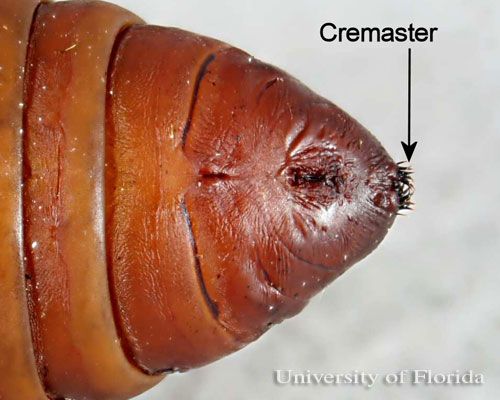 Figure 12. Cremaster on posterior end of pupa of polyphemus moth, Antheraea polyphemus (Cramer).