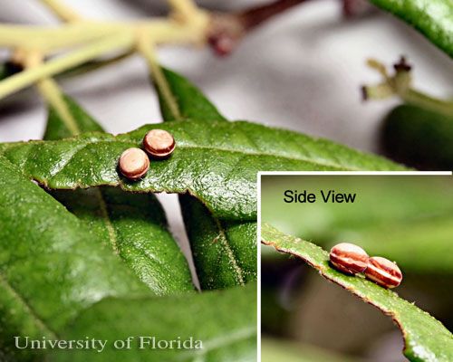 Figure 6. Eggs of polyphemus moth, Antheraea polyphemus (Cramer).