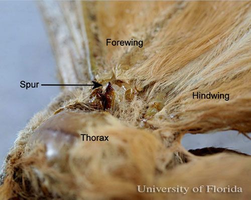 Figure 13. Thoracic spurs on thorax of polyphemus moth, Antheraea polyphemus (Cramer).