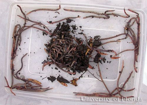 Figure 1. Earthworms collected from a parking lot following a heavy rainfall.