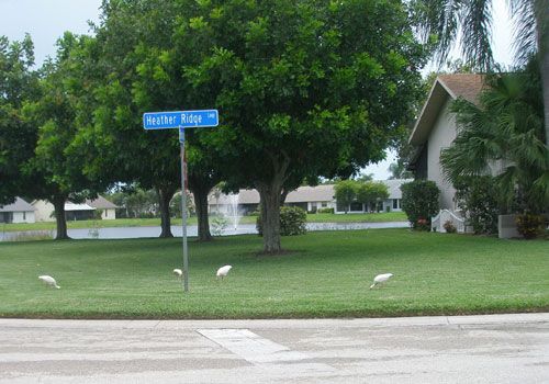 Figure 9. Ibis foraging for worms and other food in a Florida lawn.