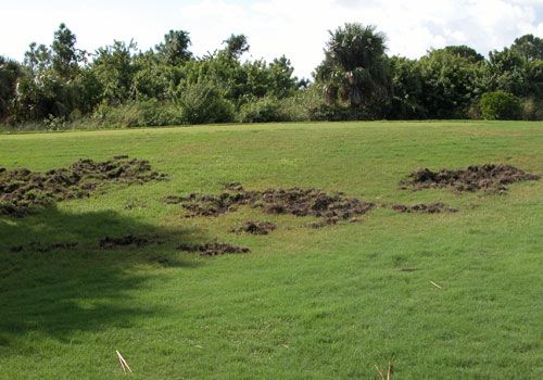 Figure 12. Feral swine have rooted up this golf course turf while hunting for worms, insects, and other food.