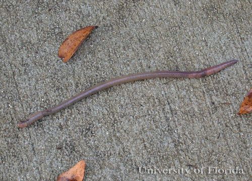 Figure 5. Earthworms are a common sight on sidewalks after rain.