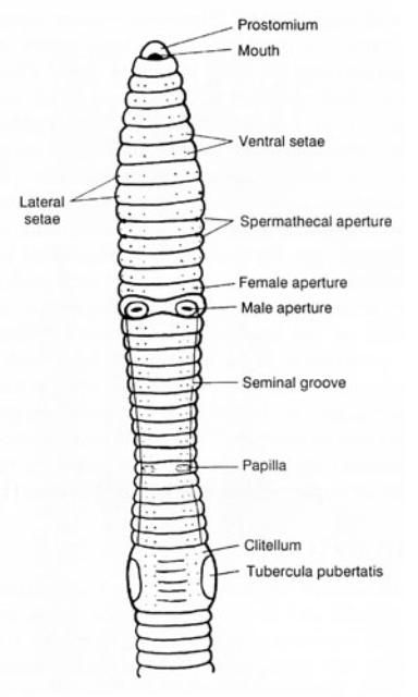 Figure 3. Diagram of the anterior portion of an earthworm.