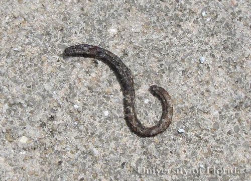 Figure 6. Earthworms quickly dry up and die in sunlight.
