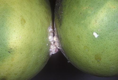 Figure 2. Nymphs can also be found on fruit.