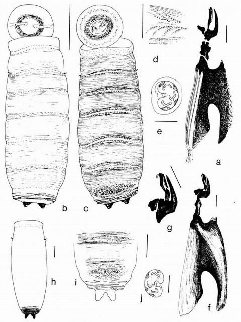 Figure 2. Atherigona orientalis puparium from Skidmore, P. 1985. The Biology of the Muscidae of the World. Page 291, figure 85. Figure 85 Atherigona (Acritochaeta) orientalis: a) cephalopharyngeal skeleton from puparium; b) puparium (dorsal view); c) same (ventral view); d) detail of spiculation on ventral abdominal welt 3; e) anal spiracle of puparium; A. (A.) longipalpis; f) cephalopharyngeal skeleton from puparium; g) detail of oral sclerites of same; h) puparium (dorsal view); i) posterior end of puparium (ventral view); j) anal spiracle of puparium. (Scales: a, d, e, f, j 0.10 mm; b,c 1.0 mm; g 0.12 mm; hi 0.61 mm) (Orig.).