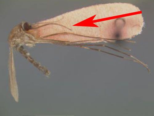 Figure 8. Adult female Culiseta melanura showing long proboscis.