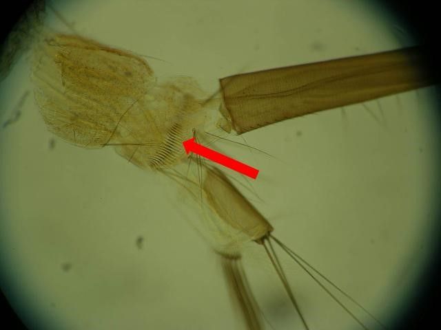 Close-up of a Culiseta melanura mosquito larva's eighth abdominal segment, with a red arrow pointing to thorn-like comb scales located it.