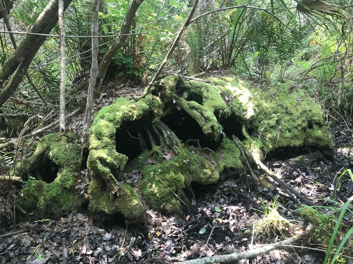 Upturned root mass of oak tree in a freshwater swamp, producing a hollow, water-filled crypt where Culiseta melanura larvae can be found.