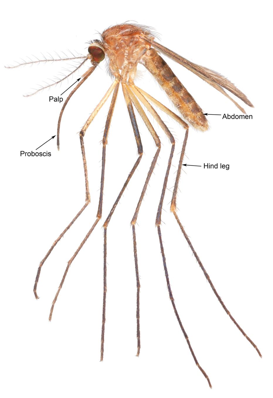 Side view of an adult female Culiseta melanura mosquito with the proboscis, palp, hind leg, and abdomen labelled.