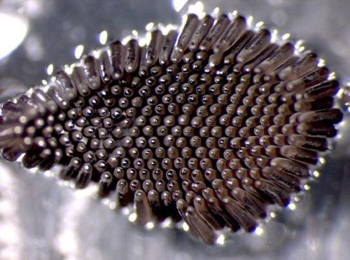 A dark-colored, bowl-shaped egg raft, about 2.0 to 2.5 mm in diameter, laid by an adult Culiseta melanura female on the surface of the water.