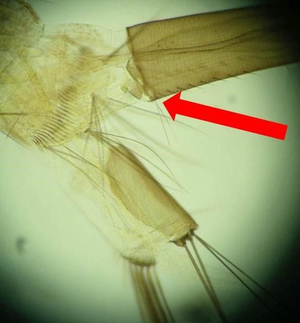 Close-up of a Culiseta melanura mosquito larva's eighth abdominal segment, with a red arrow pointing to a pair of setae at the base of its siphon.