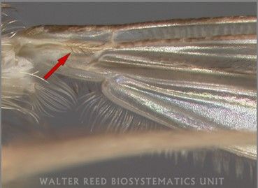 Close-up of Culiseta melanura's underside of the wing with a red arrow pointing to a cluster of dark setae (hair) arising from the subcostal vein.  Culiseta melanura.