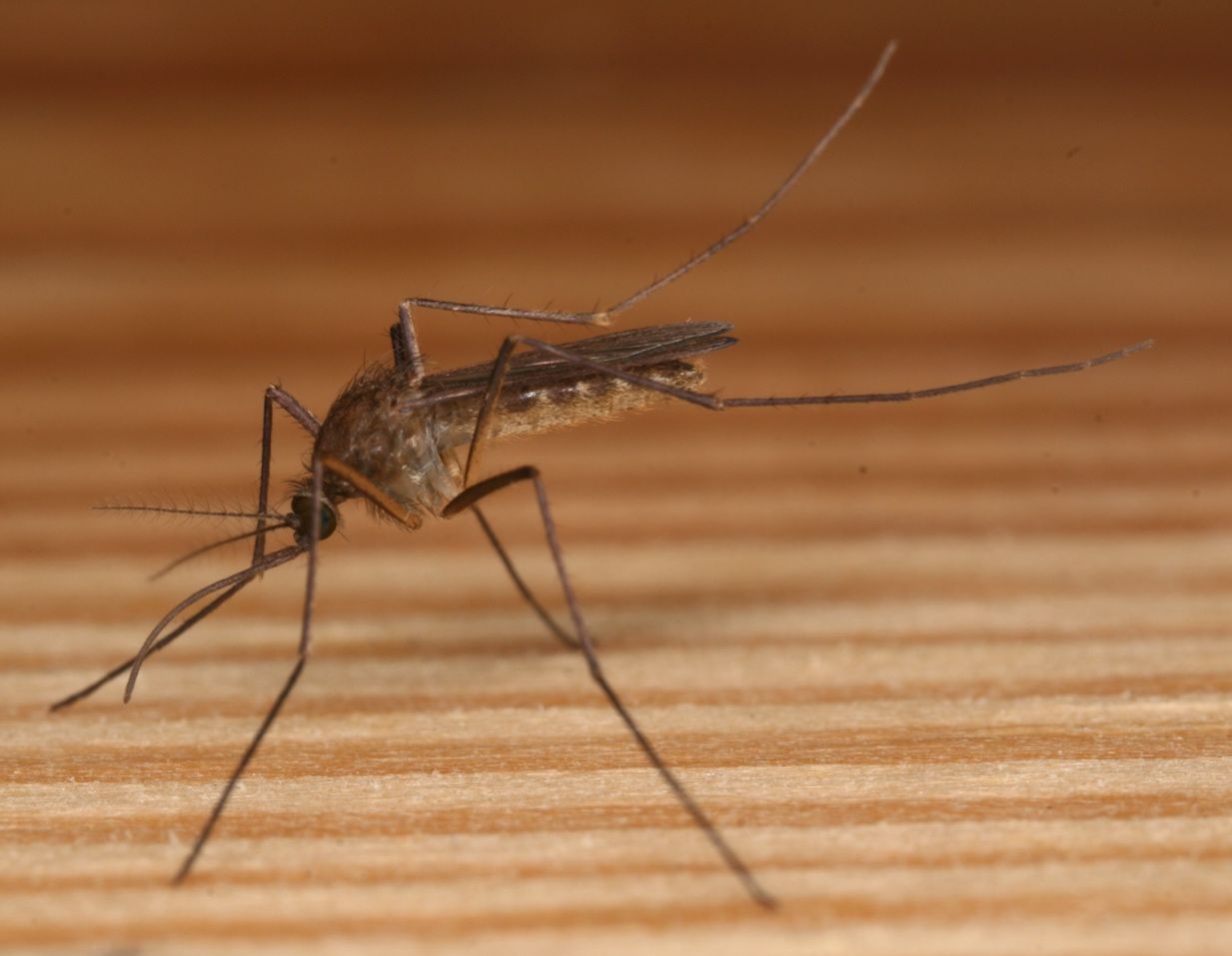 A close-up photo of an adult female Culiseta melanura mosquito, showing the overall dark coloration of the abdomen of this mosquito species.