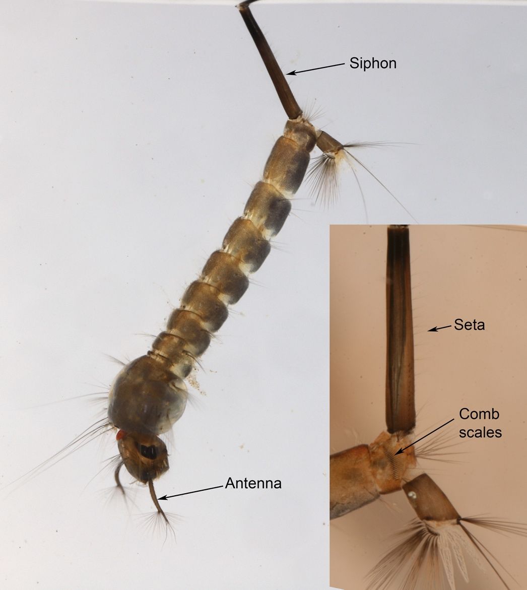Close-up of a Culiseta melanura mosquito larva with antenna and siphon labeled. An inset shows seta and comb scales located on the eighth segment of the abdomen of the larva.