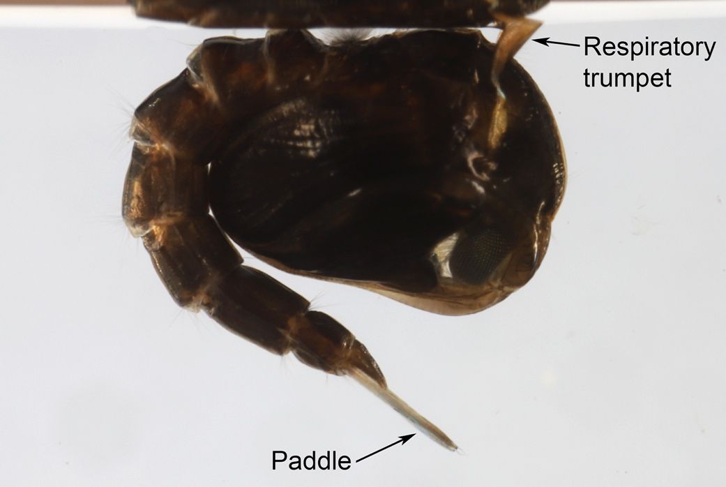 Close-up of a Culiseta melanura pupa with labeled respiratory trumpet and paddle.