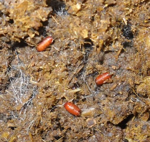 Figure 5. Horn fly pupae in manure.