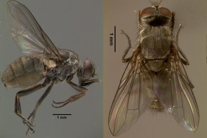 Figure 2. Adult horn fly from the side and above.
