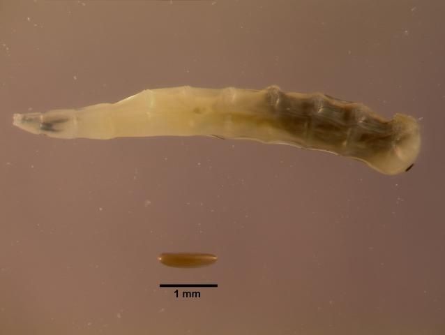Figure 4. Horn fly egg (bottom) and third instar larva (top).