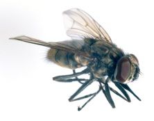 Figure 1. Adult horn fly.