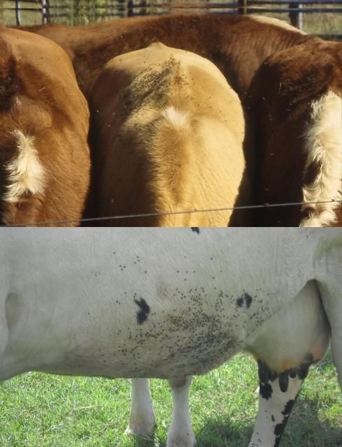 Figure 3. Horn flies clustered on the withers and belly of dairy cattle.