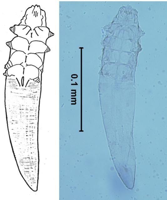 Figure 5. Demodectic mange mite (Demodex canis). Adult female specimen from a dog.